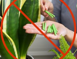 Do Not Fertilize Houseplant
Shutterstock.com
New York, NY