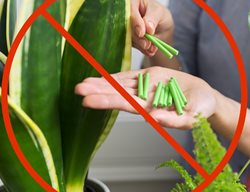 Do Not Fertilize Houseplant
Shutterstock.com
New York, NY