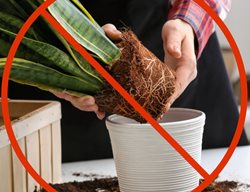 Do Not Plant Houseplant
Shutterstock.com
New York, NY