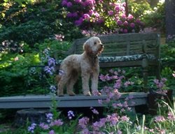 Dog In Garden, Pink Flowers
Hugh Stephens
