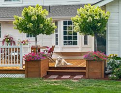 Dog On Deck With Hydrangeas
Garden Design
Calimesa, CA