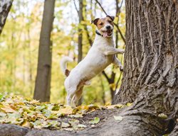 Dog, Tree, Chasing Squirrel
Shutterstock.com
New York, NY