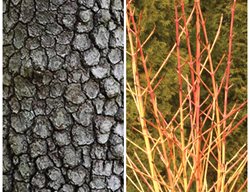 Dogwood Bark, Dogwood Tree Bark, Dogwood Shrub Bark
Garden Design
Calimesa, CA