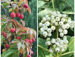 Dogwood Berries, Red Berries, White Berries
Garden Design
Calimesa, CA