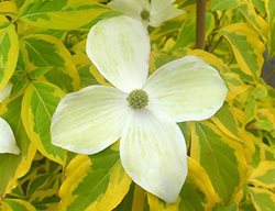 Dogwood Flower, Summer Gold
Spring Hill Nurseries
Harrison, OH