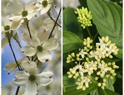 Dogwood Flowers
Garden Design
Calimesa, CA