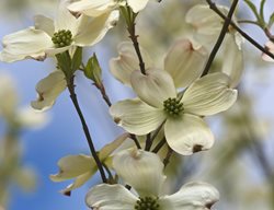 Dogwood Flowers, Spring
Shutterstock.com
New York, NY