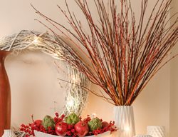 Dogwood Stems In Vase
Proven Winners
Sycamore, IL