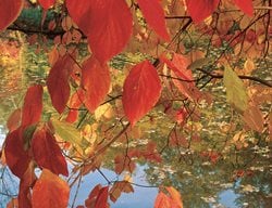 Dogwood Tree, Fall Leaves
Garden Design
Calimesa, CA