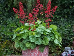 Dolce Appletini Coral Bells, Heuchera
Proven Winners
Sycamore, IL