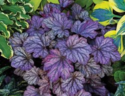 Dolce ‘blackberry Ice’ Heuchera, Coral Bells, Purple Foliage
Proven Winners
Sycamore, IL