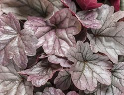 Dolce ‘silver Gumdrop’ Heuchera, Coral Bells
Proven Winners
Sycamore, IL