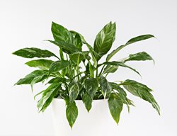 Domino Peace Lily, Variegated Peace Lily
Shutterstock.com
New York, NY