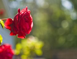 Don Juan, Rose, Red Rose
Shutterstock.com
New York, NY