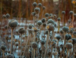 Don’t Cut Back Perennials
Garden Design
Calimesa, CA