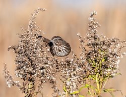 Don’t Cut Back Perennials
Garden Design
Calimesa, CA