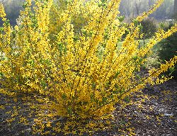 Don’t Prune Spring-Flowering Shrubs
Garden Design
Calimesa, CA