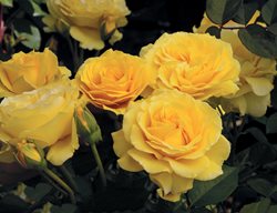 Doris Day, Yellow Rose
Weeks Roses
Wasco, CA