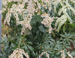 Dorothy Wyckoff Pieris, Lily Of The Valley Shrub
Millette Photomedia
