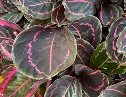 Dottie Calathea, Calathea Roseoptica
Shutterstock.com
New York, NY