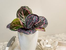 Dottie Calathea, Rose Painted Calathea, Calathea Roseoptica
Proven Winners
Sycamore, IL