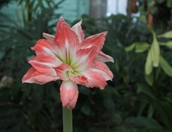 Double Amaryllis, Giant Amadeus
Shutterstock.com
New York, NY