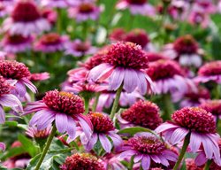 Double Coded Everything's Rosy Coneflower, Echinacea
Proven Winners
Sycamore, IL