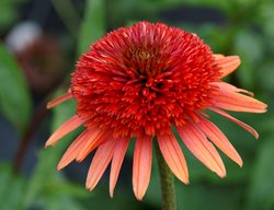Double Coneflower, Echinacea Coral Reef
Terra Nova Nurseries, Inc.
Canby, OR