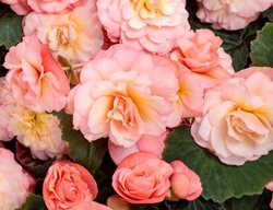 Double Delight Blush Rose Begonia, Tuberous Begonia
Proven Winners
Sycamore, IL