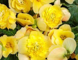 Double Delight Primrose Begonia, Yellow Begonia
Proven Winners
Sycamore, IL