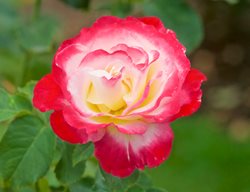 Double Delight Rose, Red And White Flower, Hybrid Tea Rose
Garden Design
Calimesa, CA