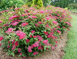 Double Doozie Spirea, Spirea Shrub
Proven Winners
Sycamore, IL