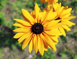 Double Flowered, Balck Eyed Susan, Gloriosa Double Gold
Shutterstock.com
New York, NY