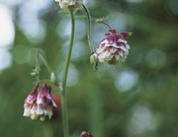 Double Flowered, Columbine
Garden Design
Calimesa, CA