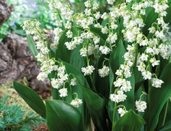 Double Lily Of The Valley, Convallaraia Majalis Prolificans
Visions Pictures & Photography
