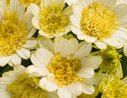 Double Moonglow African Daisy, Yellow Flower, Double Flower
Proven Winners
Sycamore, IL