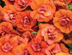 Double Orange Superbells Calibrachoa, Orange Calibrachoa
Proven Winners
Sycamore, IL