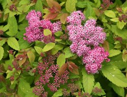 Double Play Big Bang Spirea, Spiraea Japonica
Proven Winners
Sycamore, IL
