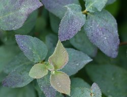 Double Play Blue Kazoo Spirea, Spirea Media, Spirea Bush, Blue Leaves
Proven Winners
Sycamore, IL