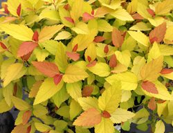 Double Play Candy Corn Spirea, Spiraea Japonica, Gold Leaves
Proven Winners
Sycamore, IL