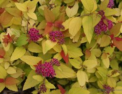 Double Play Candy Corn Spirea, Spirea Japonica, Flowering Shrub
Proven Winners
Sycamore, IL