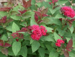 Double Play Doozie Spirea, Spirea Hybrid, Non-Invasive Spirea
Proven Winners
Sycamore, IL