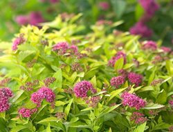 Double Play Gold Spirea, Low-Maintenance Shrub
Proven Winners
Sycamore, IL