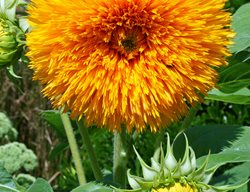 Double Sunflower, Teddy Bear Sunflower
Shutterstock.com
New York, NY