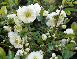 Double Take Eternal White Flowering Quince, Chaenomeles Speciosa
Proven Winners
Sycamore, IL