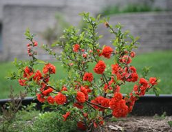 Double Take Orange Flowering Quince, Flowering Quince, Orange Flower
Proven Winners
Sycamore, IL