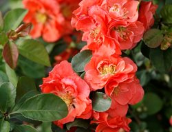 Double Take Peach Quince, Chaenomeles Speciosa, Peach Flower, Flowering Shrub
Proven Winners
Sycamore, IL