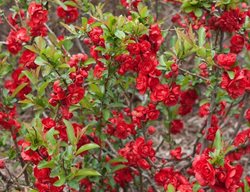 Double Take Scarlet Flowering Quince
Proven Winners
Sycamore, IL