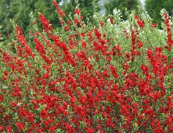 Double Take Scarlet Quince, Chaenomeles Speciosa, Red Flowering Shrub
Proven Winners
Sycamore, IL