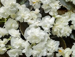 Double Up White Begonia, Wax Begonia, Begonia Benariensis
Proven Winners
Sycamore, IL